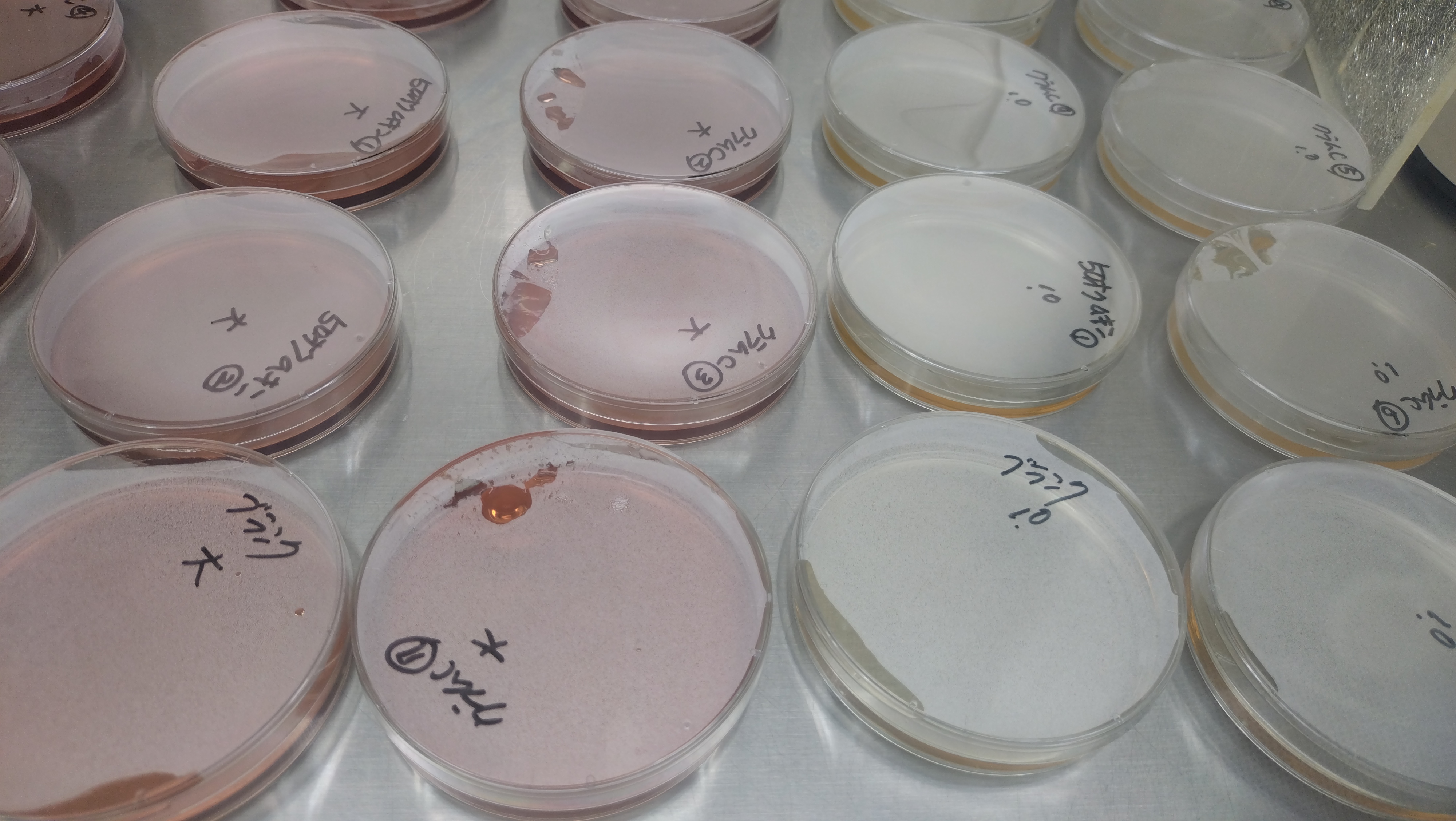 食べ物ではありません。