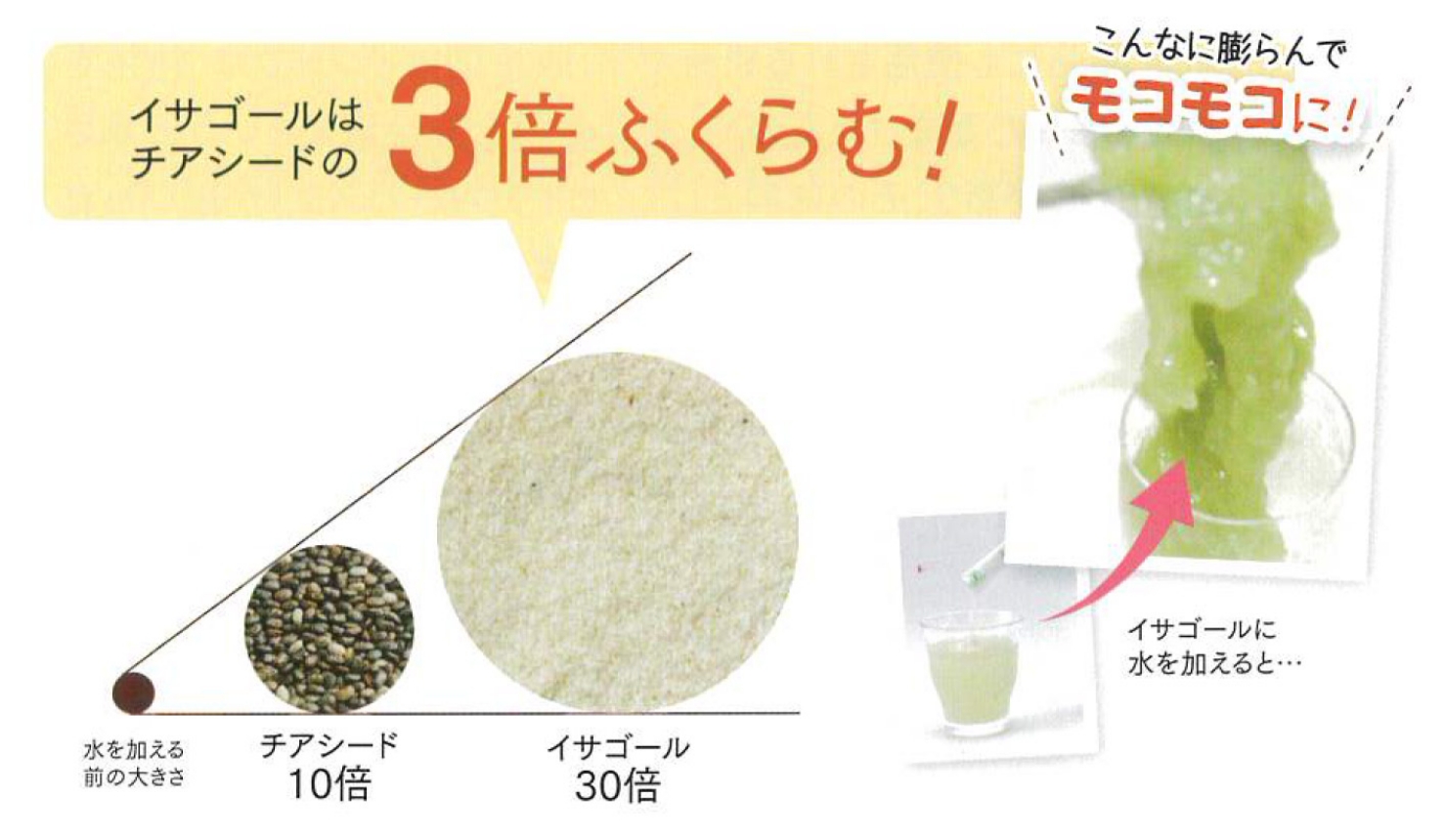 イサゴールはチアシードの3倍ふくらむ!